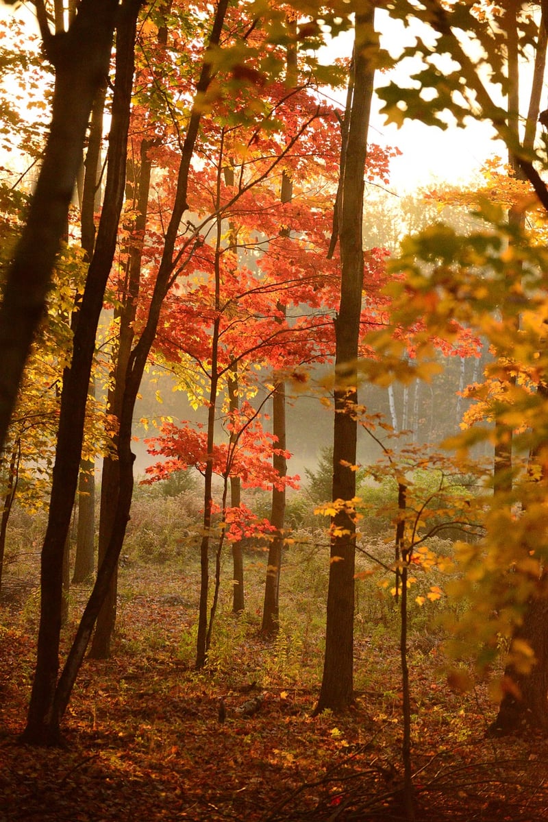 Black Forest, Germany